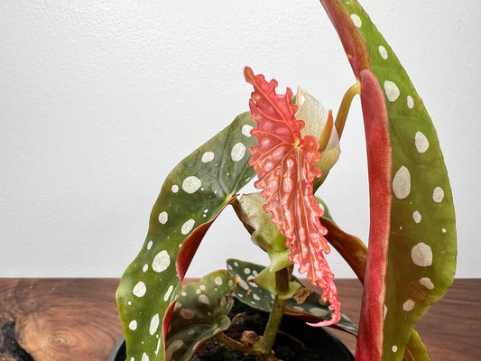 Begonia maculata