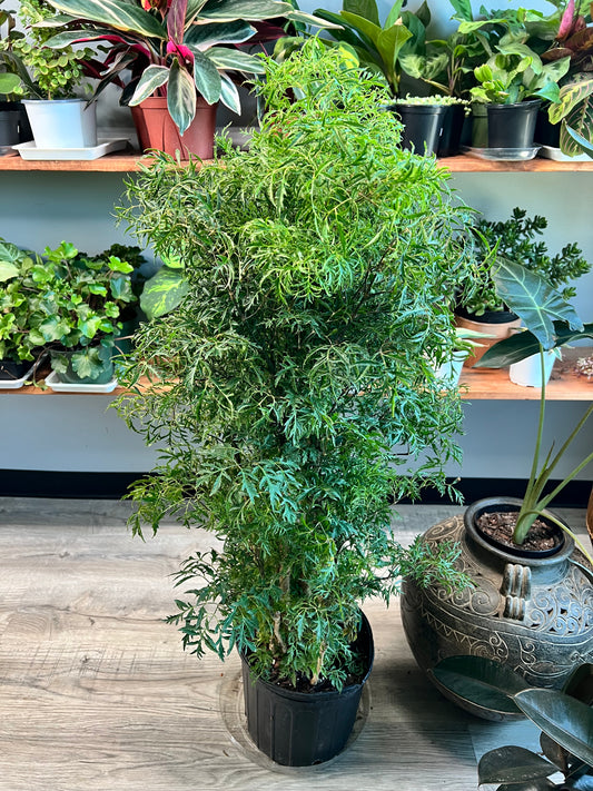 Ming Aralia 10”