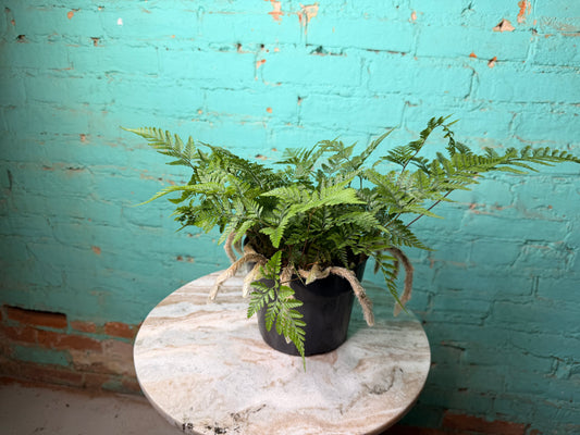 Rabbit Foot Fern 6”