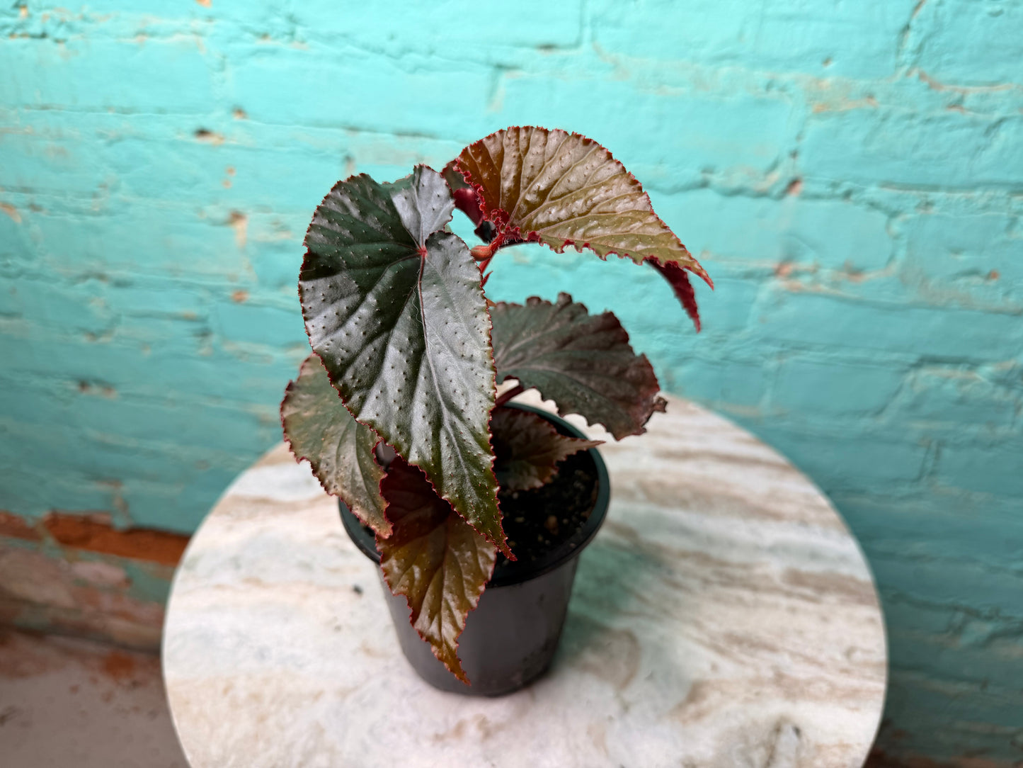 Begonia Maculata Black Magic 4”