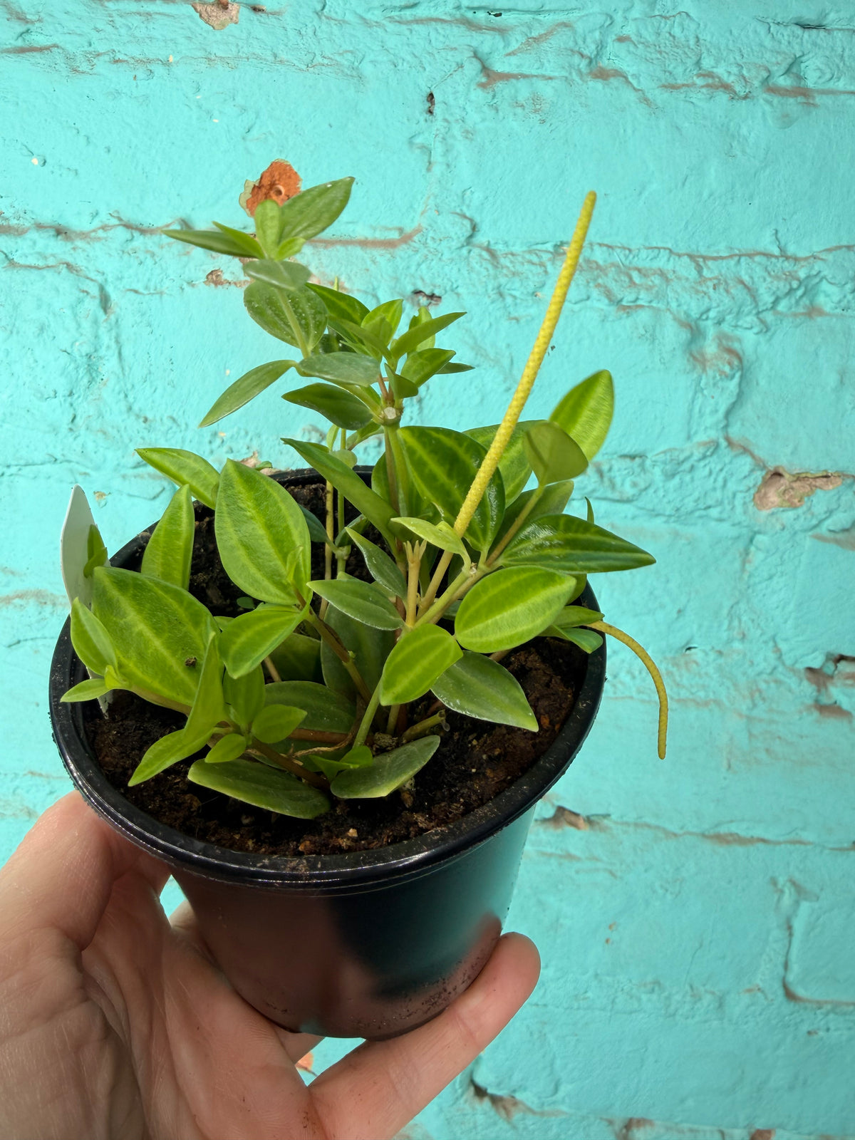Peperomia Angulata Beetle Peperomia