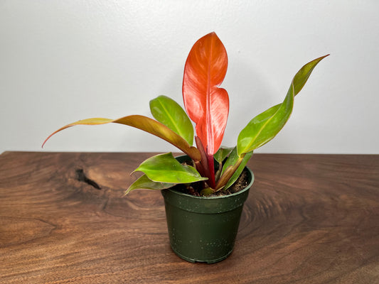 Philodendron Prince Of Orange  4”