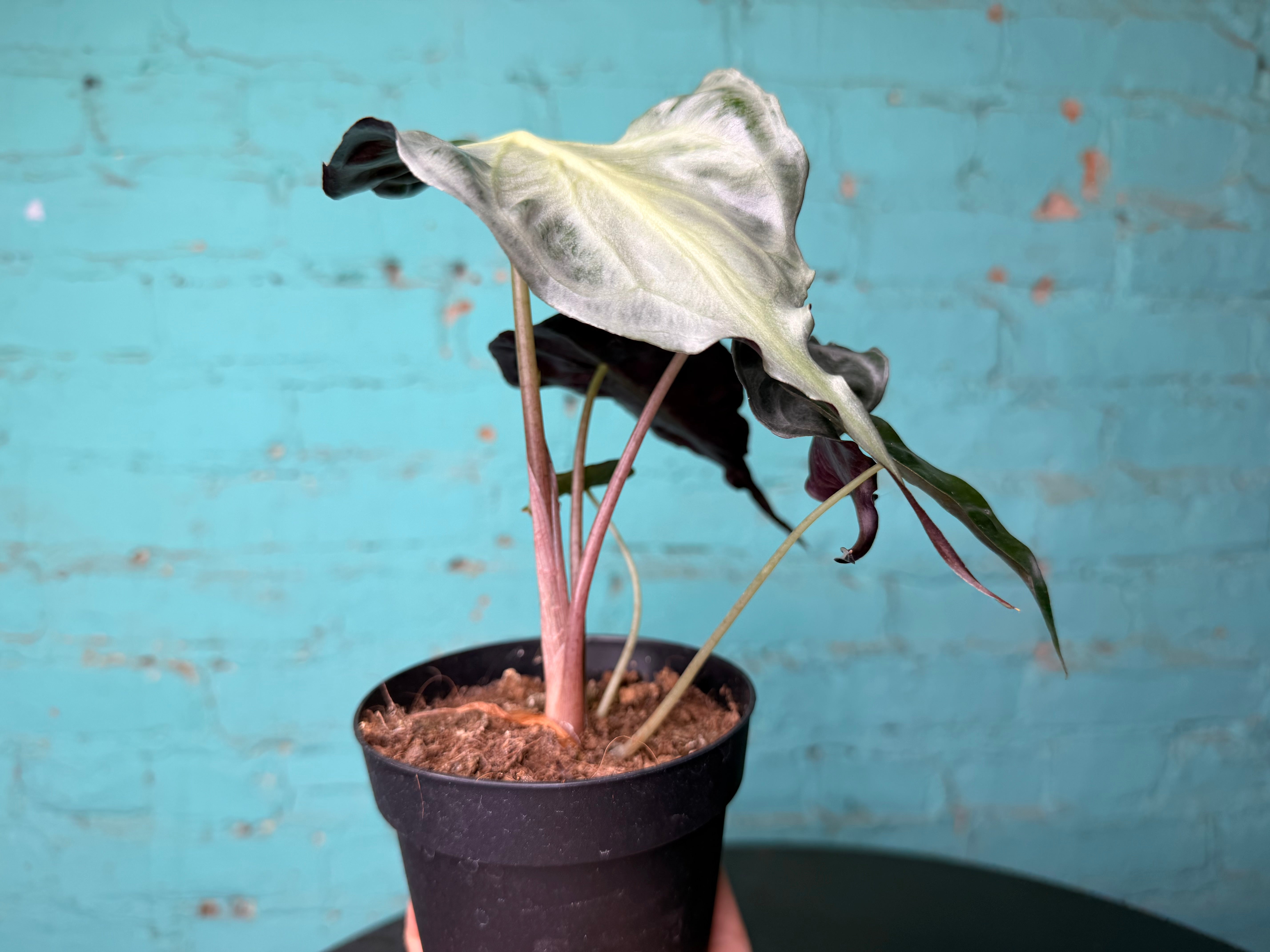 Alocasia Venom 4” (Non-TC) – The Rooted Plant Shop