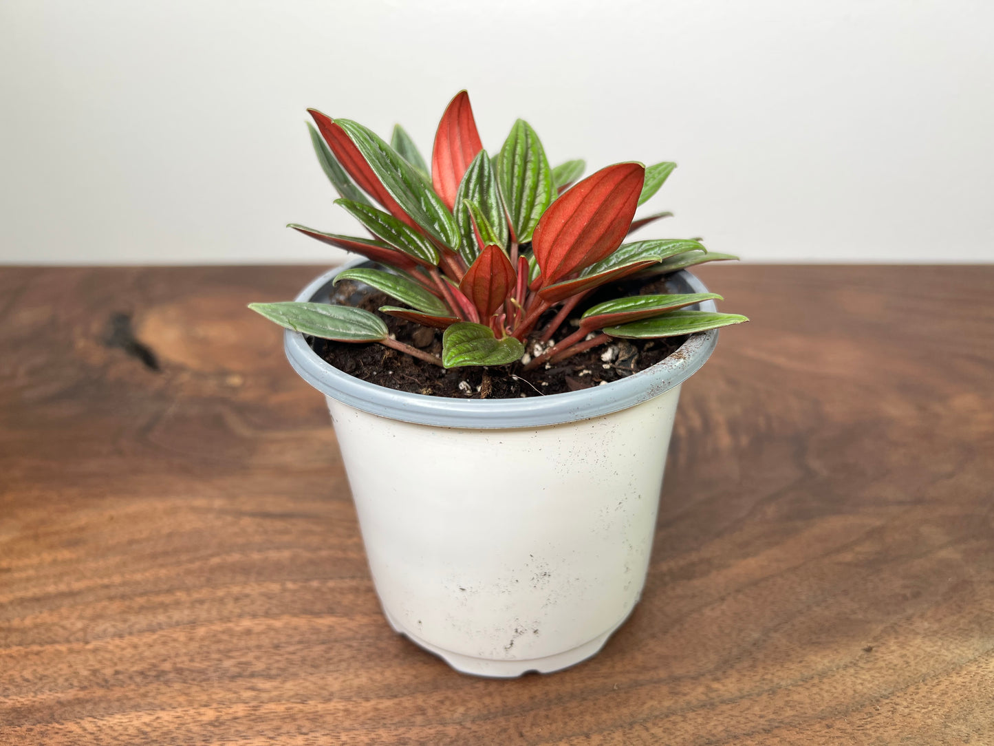 Peperomia Rosso