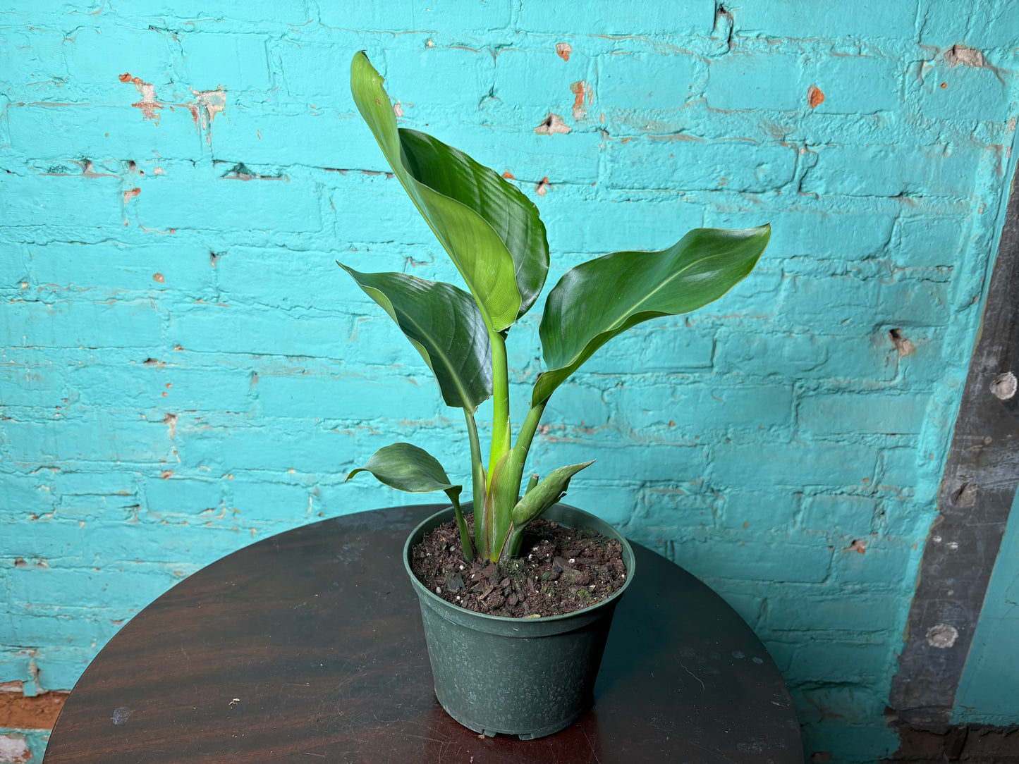 Bird of Paradise White 6”