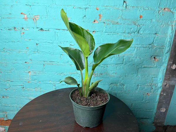 Bird of Paradise White 6”