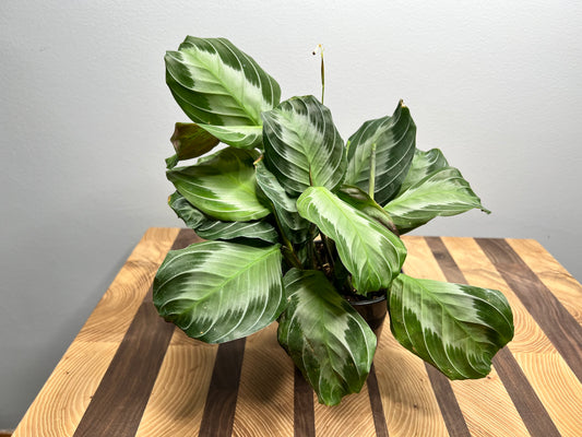 Prayer plant -Silver