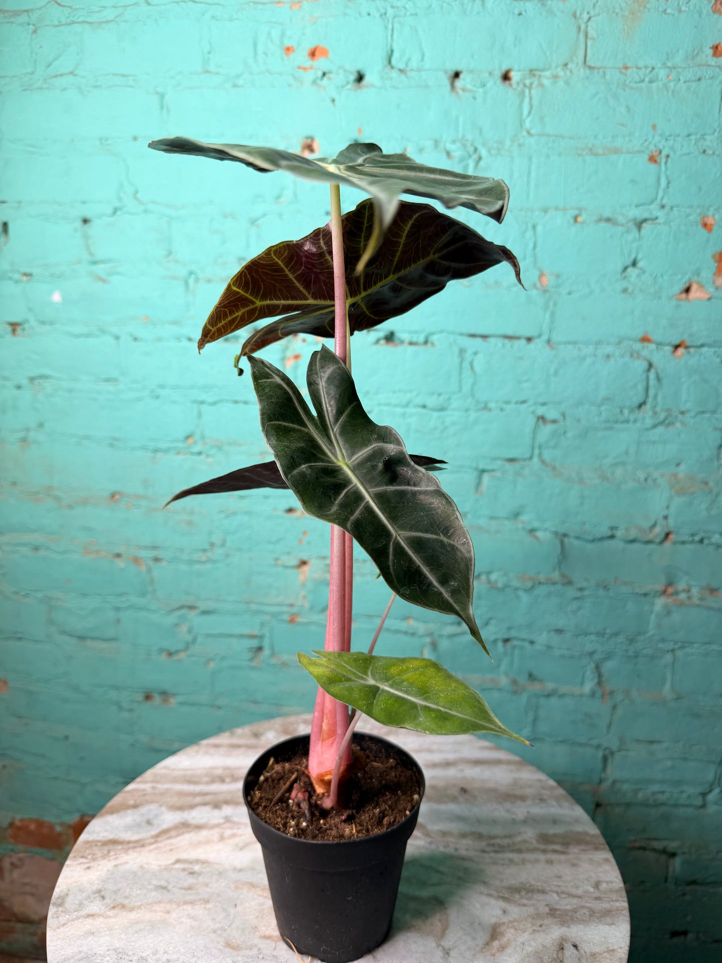 Alocasia Morocco (Pink Dragon) 4”