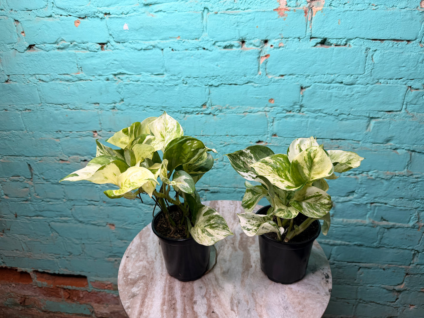 Manjula Pothos 4”