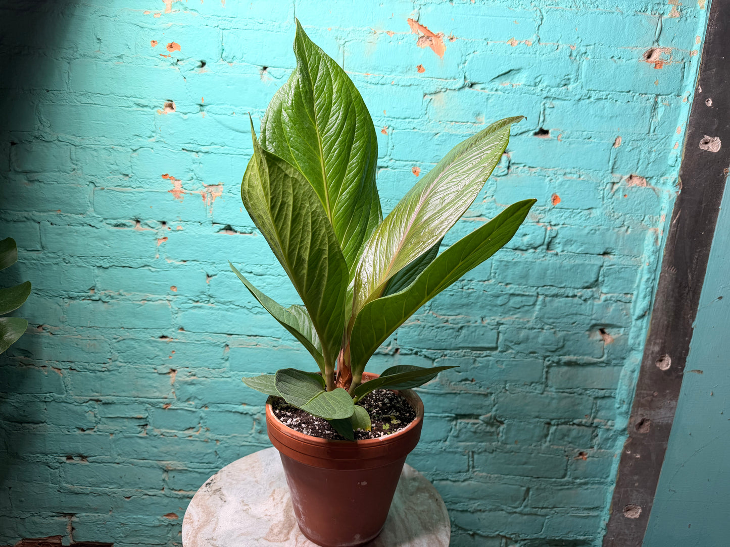 Anthurium Bonplandii Cobra- Bird Nest Anthurium 8” Clay