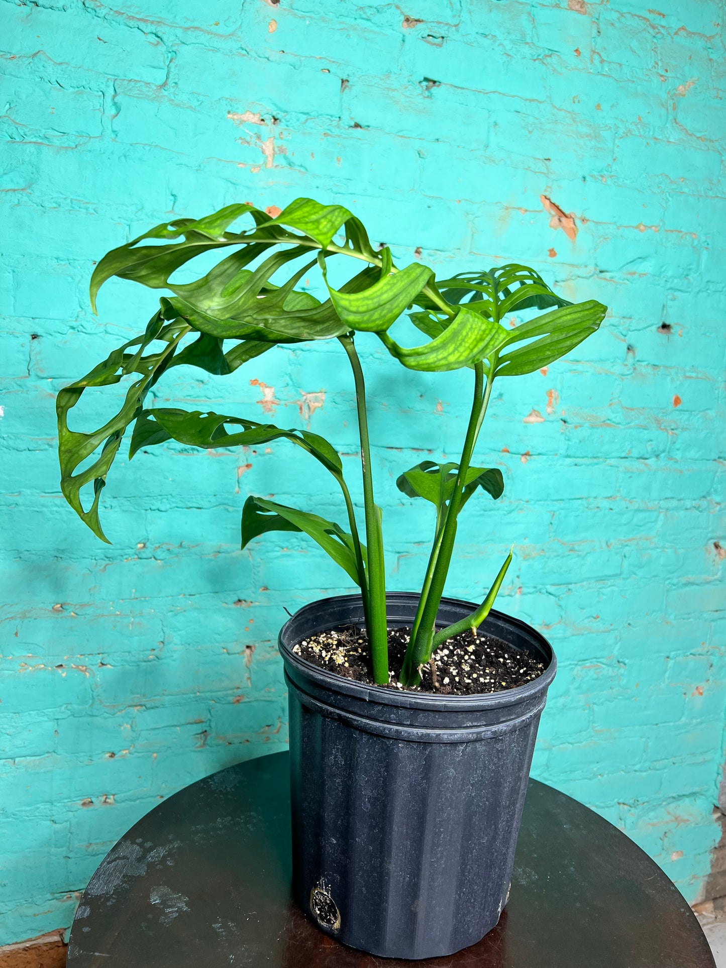 Monstera Esqueleto 10”