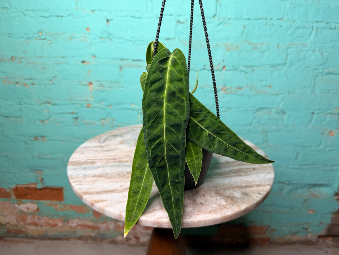 Anthurium Warocqueanun Basket- 😍