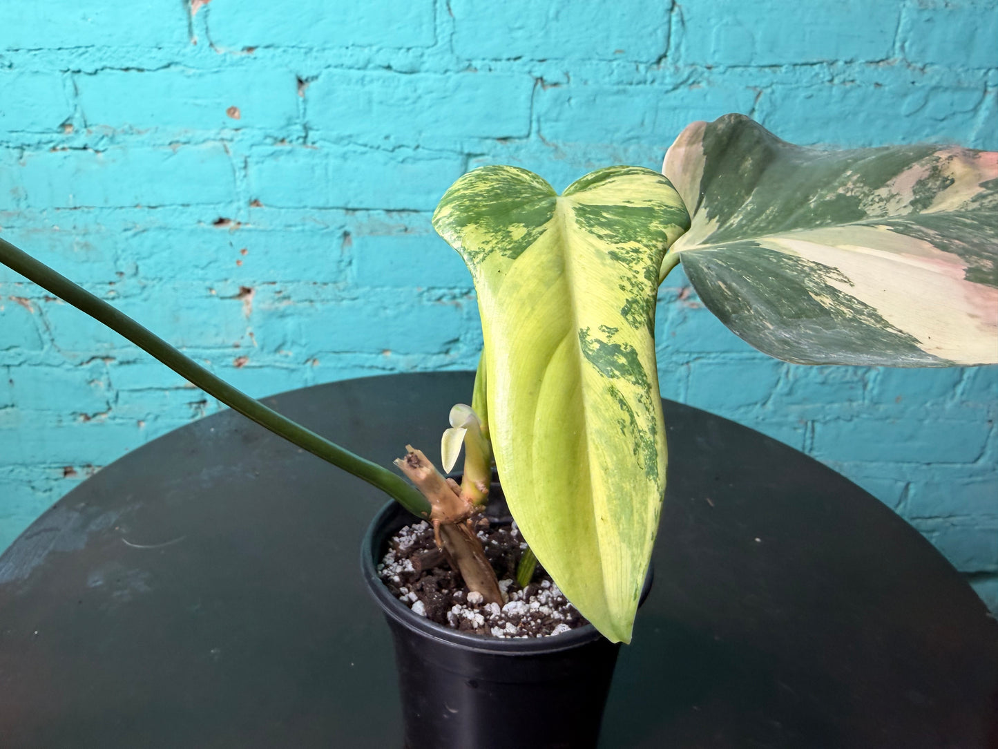 Philodendron Bipennifolium Variegated 4”
