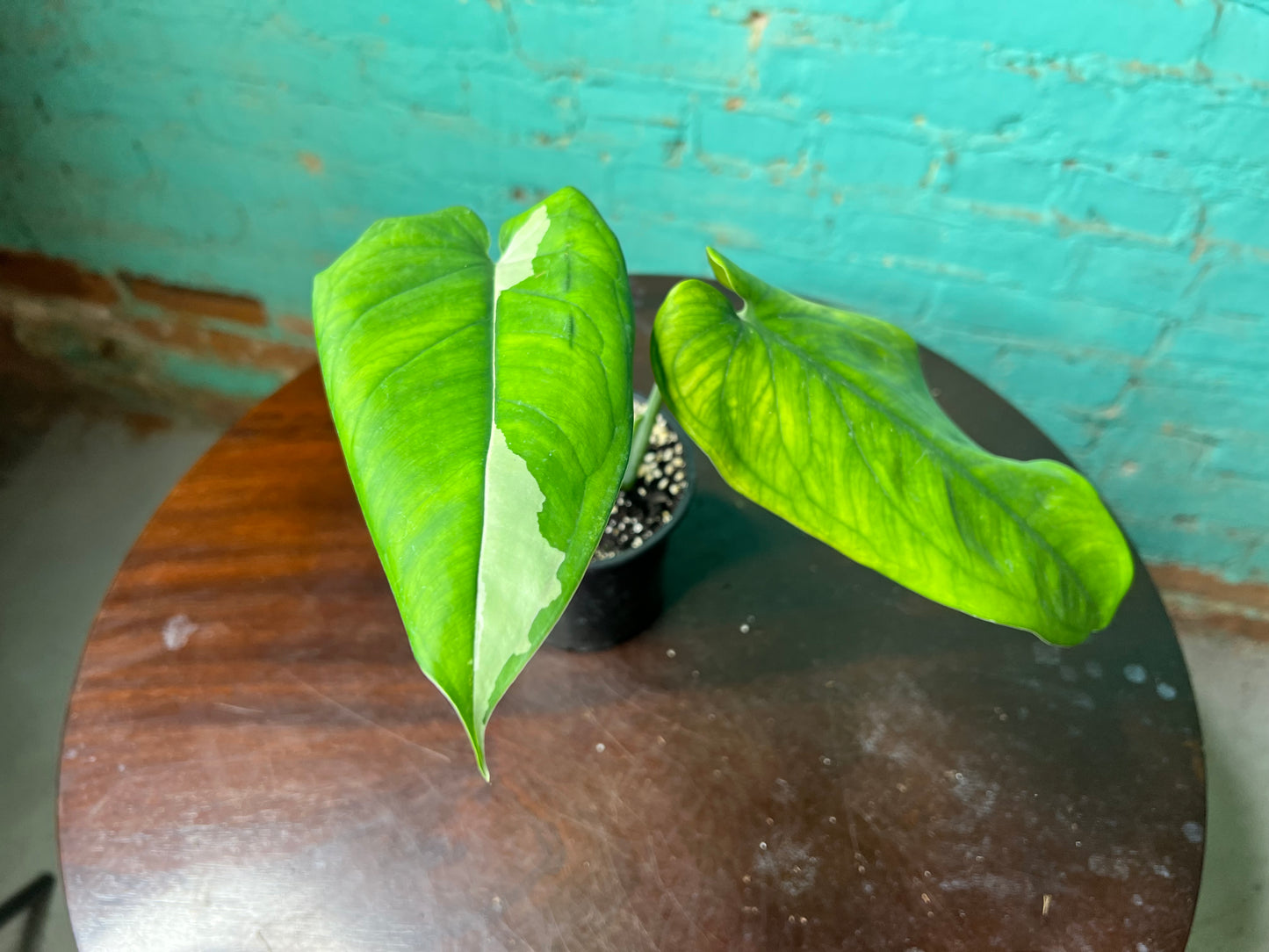 Syngonium Chiapense Variegated 4”