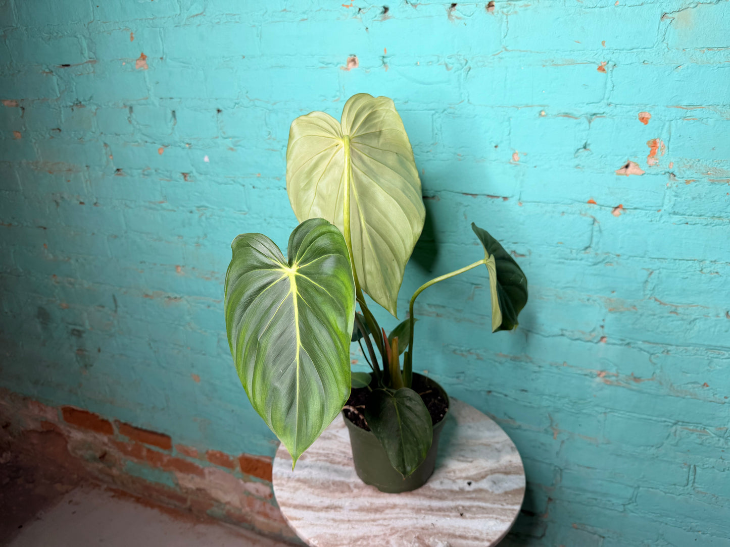 Philodendron McDowell 6”