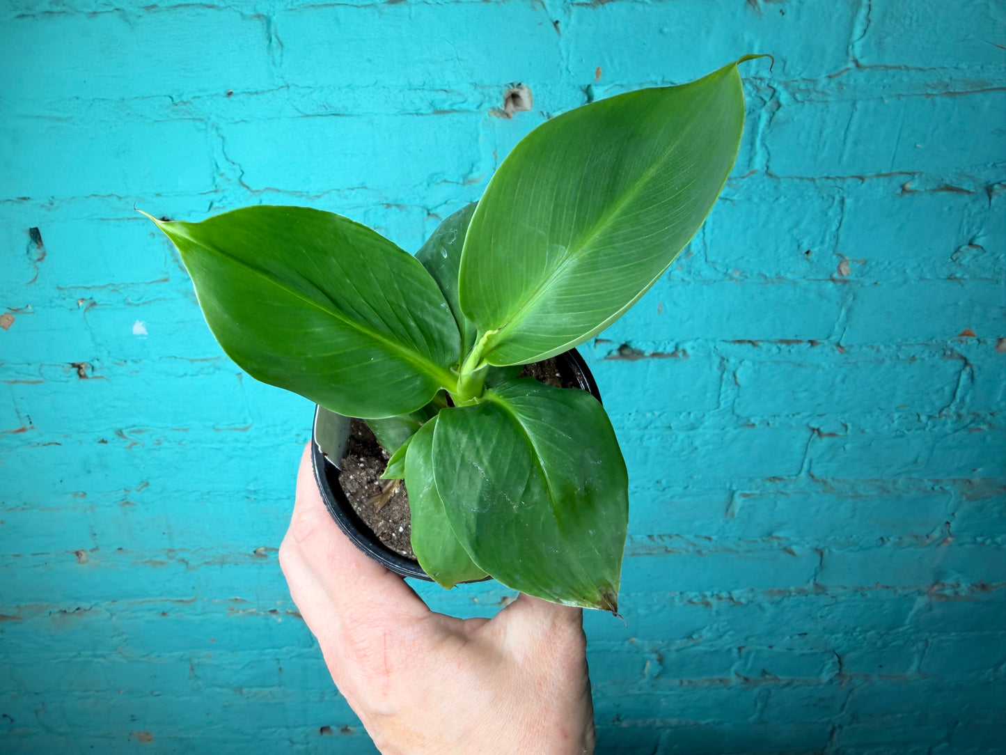 Musa Tropicana  4”