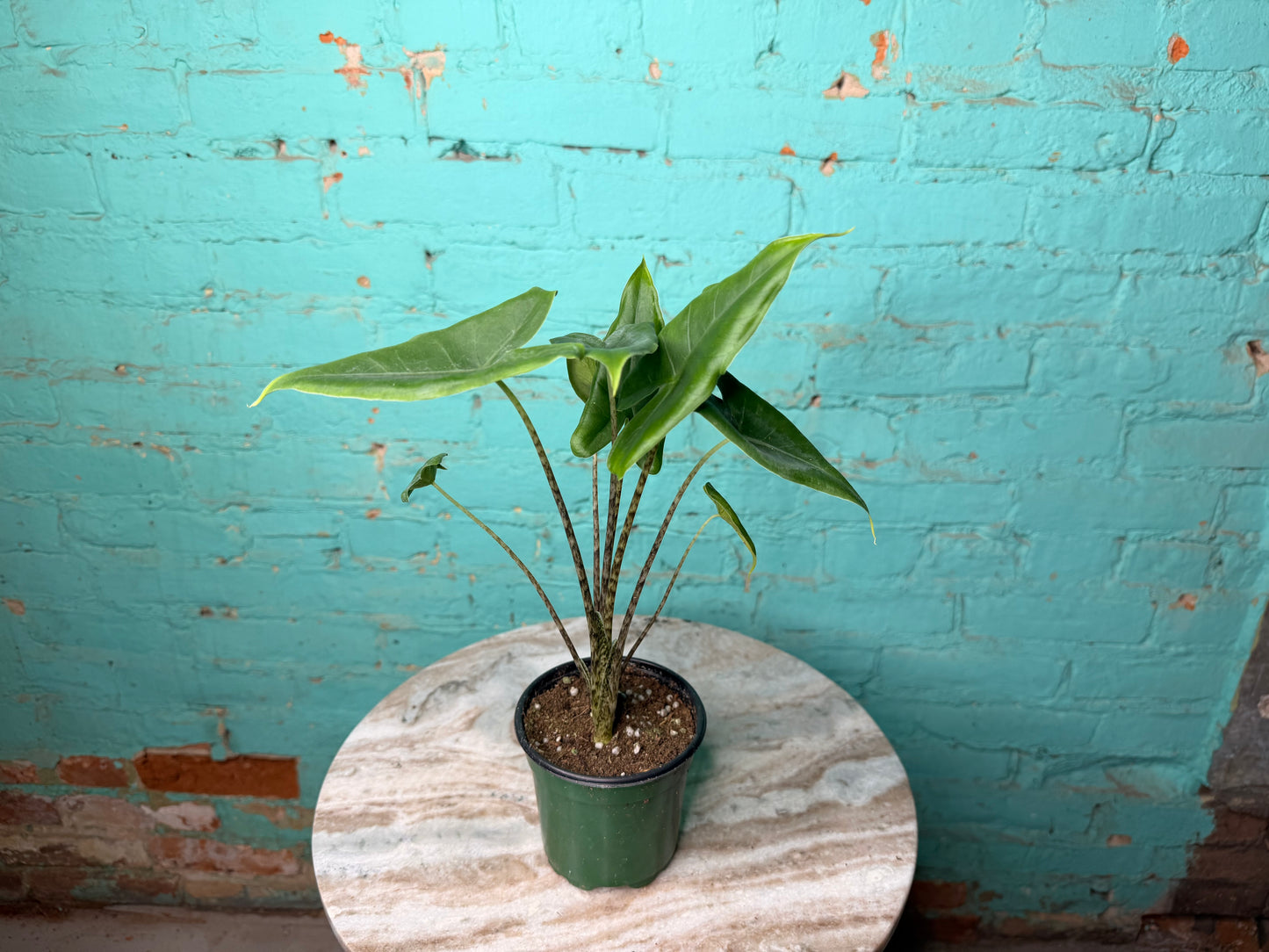 Alocasia-Zebrina 4”
