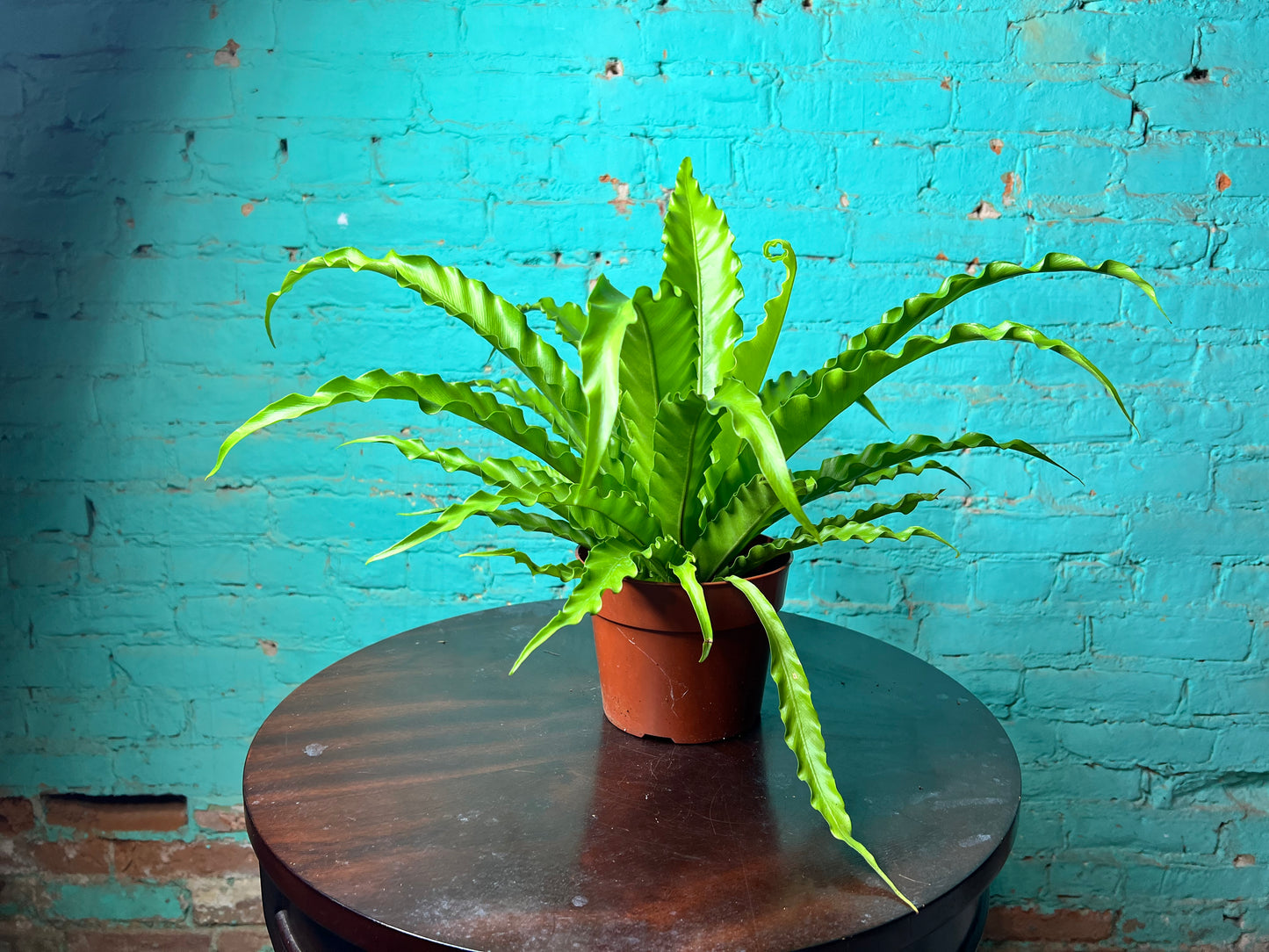 Bird’s Nest Fern curly 6”