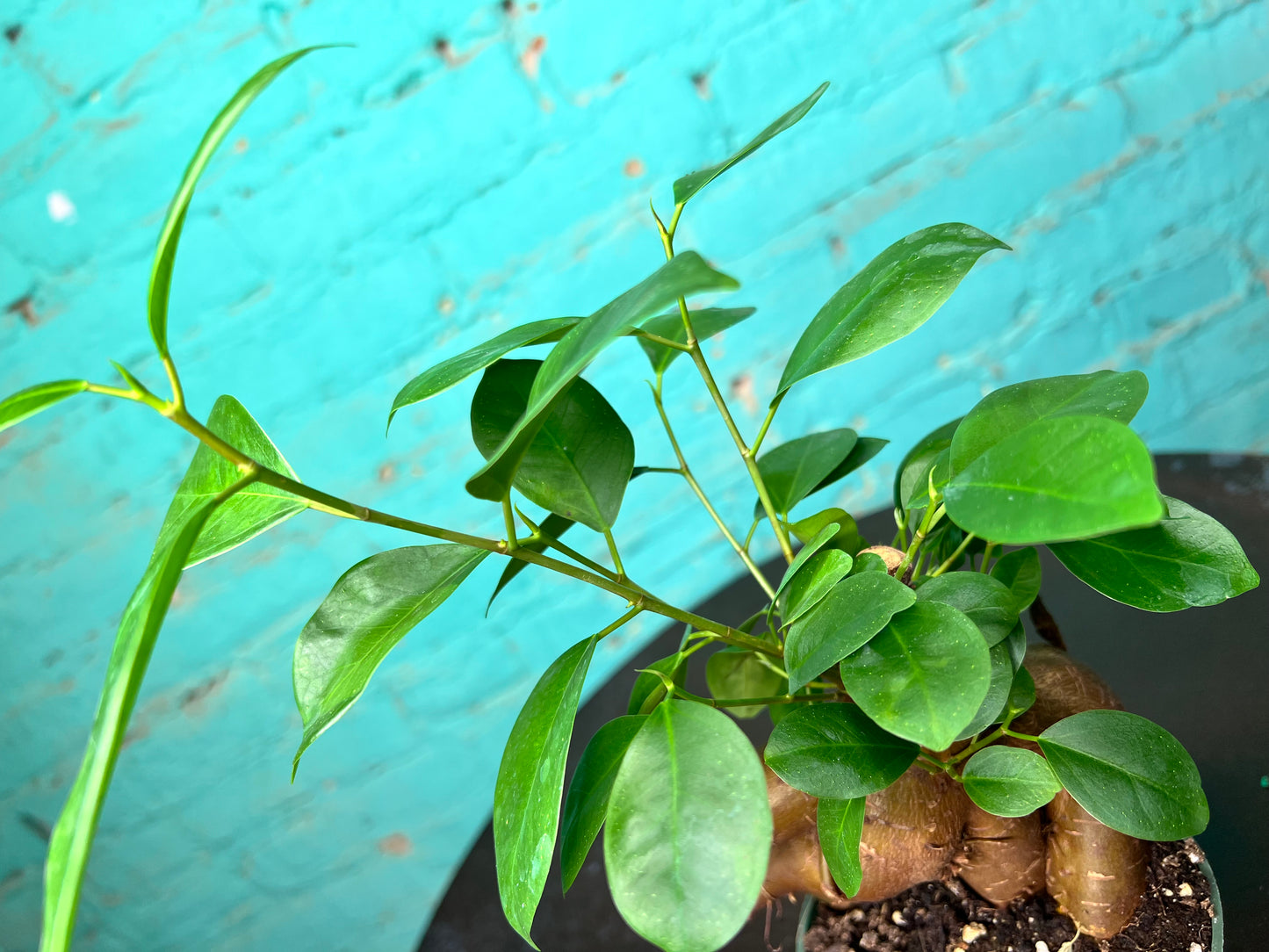 Ficus Ginseng Stump 4”