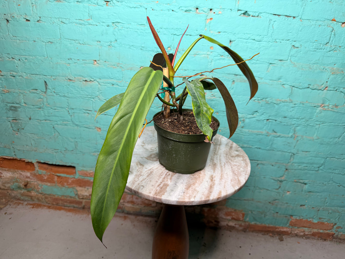 Philodendron Bicolor 6”