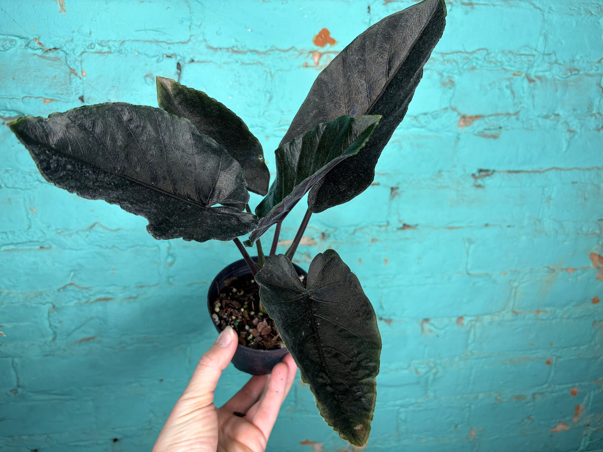Alocasia ‘Antoro Velvet 4”