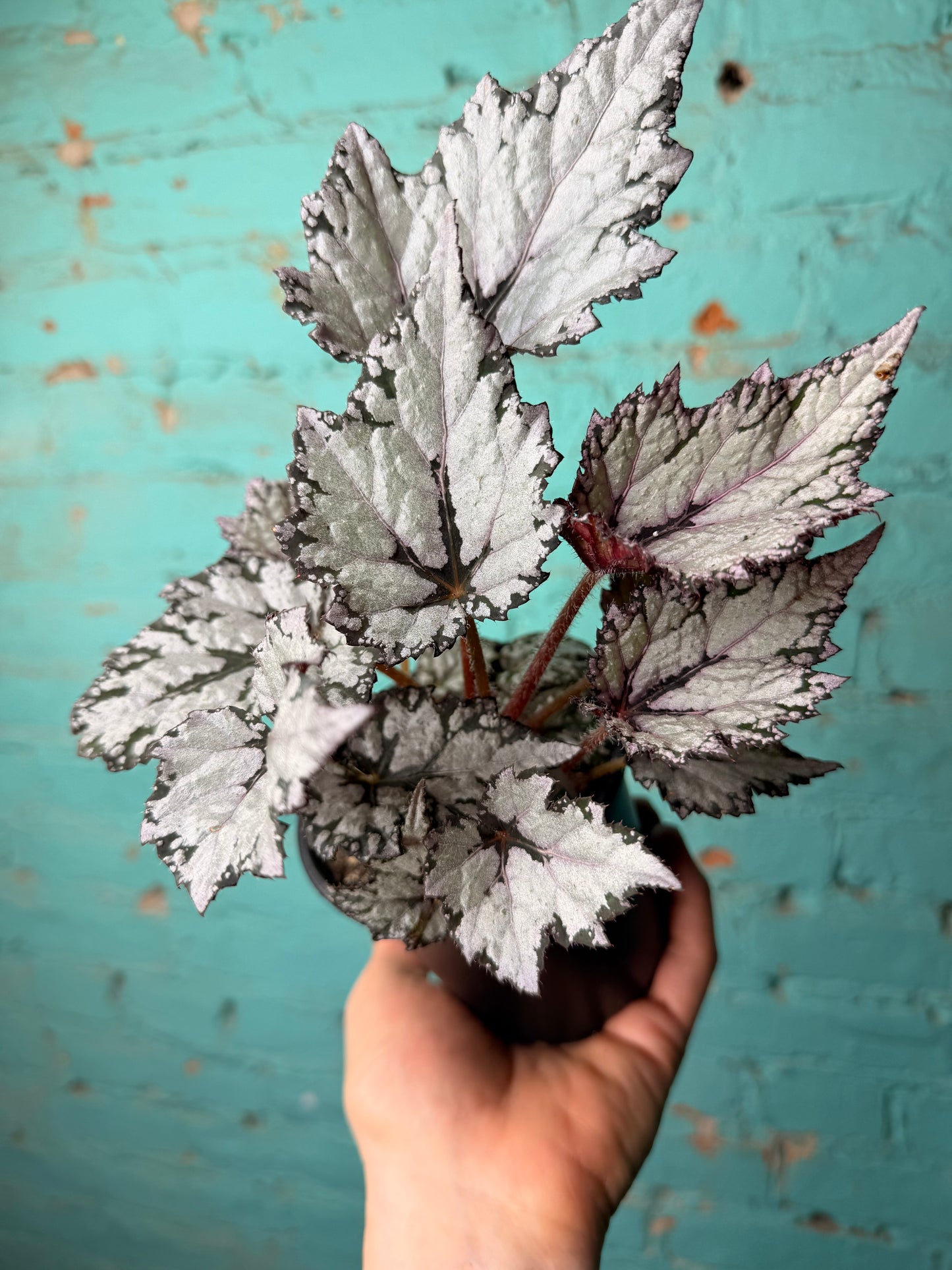Begonia Rex “Bewitched White”