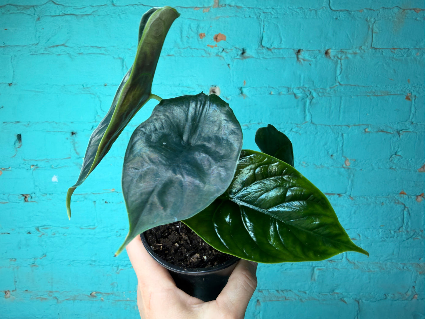 Alocasia Green Unicorn  4”