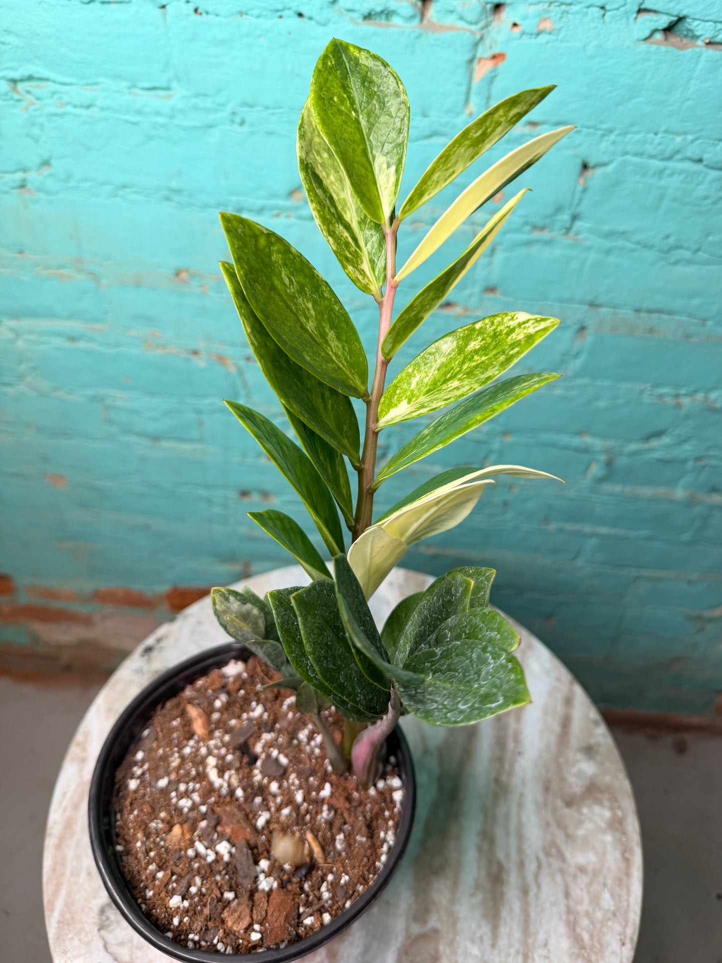 ZZ Plant Albo Variegated