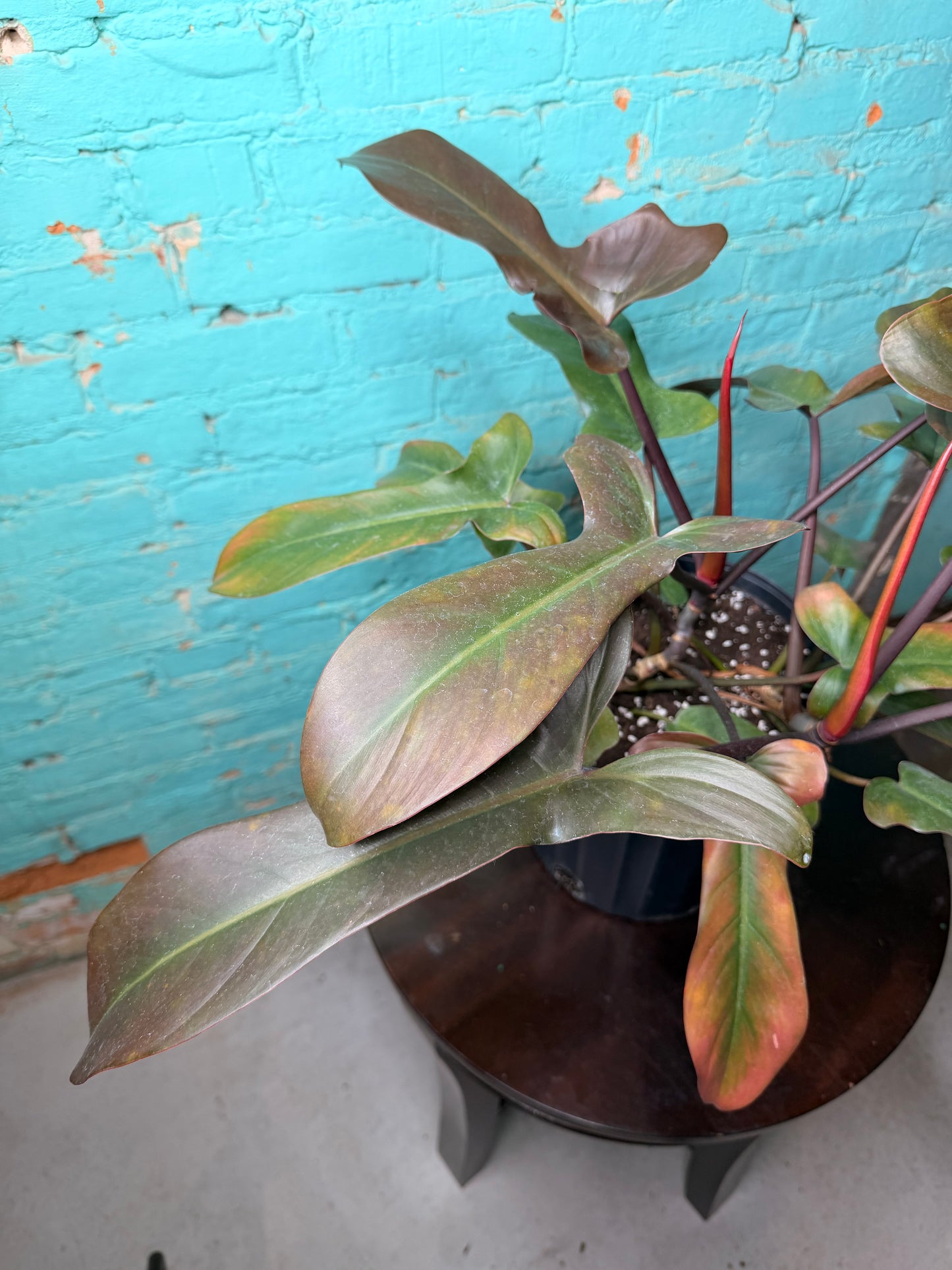 Philodendron Florida Bronze 10”
