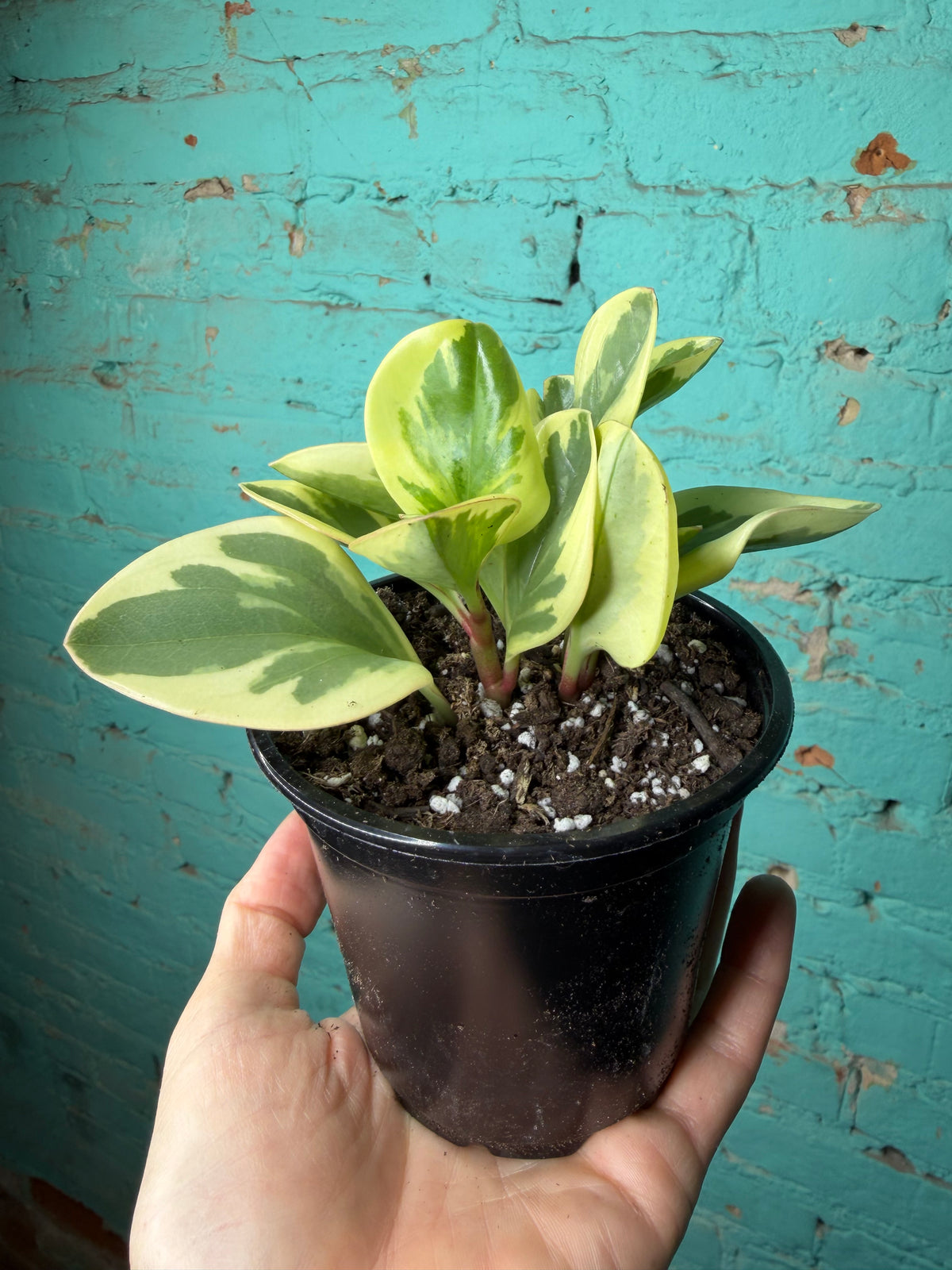 Peperomia Obtusifolia Marble 4”