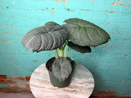 Alocasia Maharan 6” ‘Grey Dragon