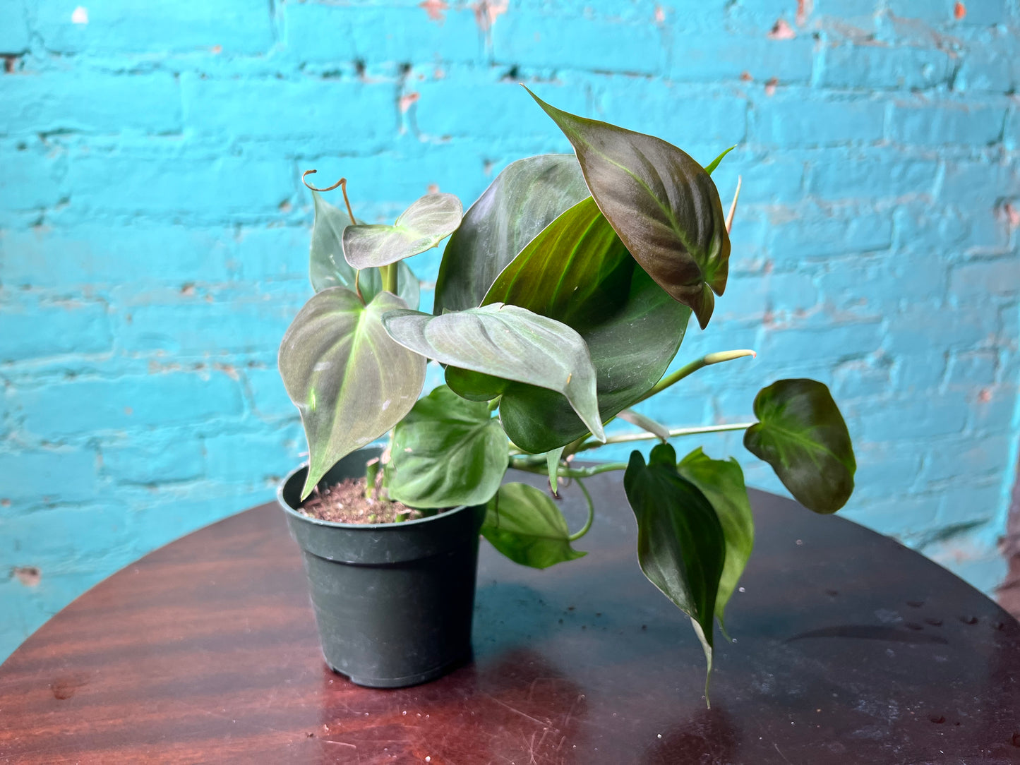 Philodendron Camposportoanum 4”