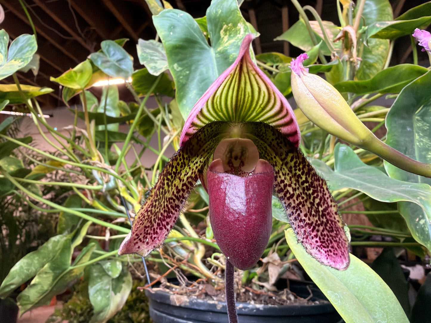 Paphiopedilum ‘Amusingly Odette’ Lady Slipper