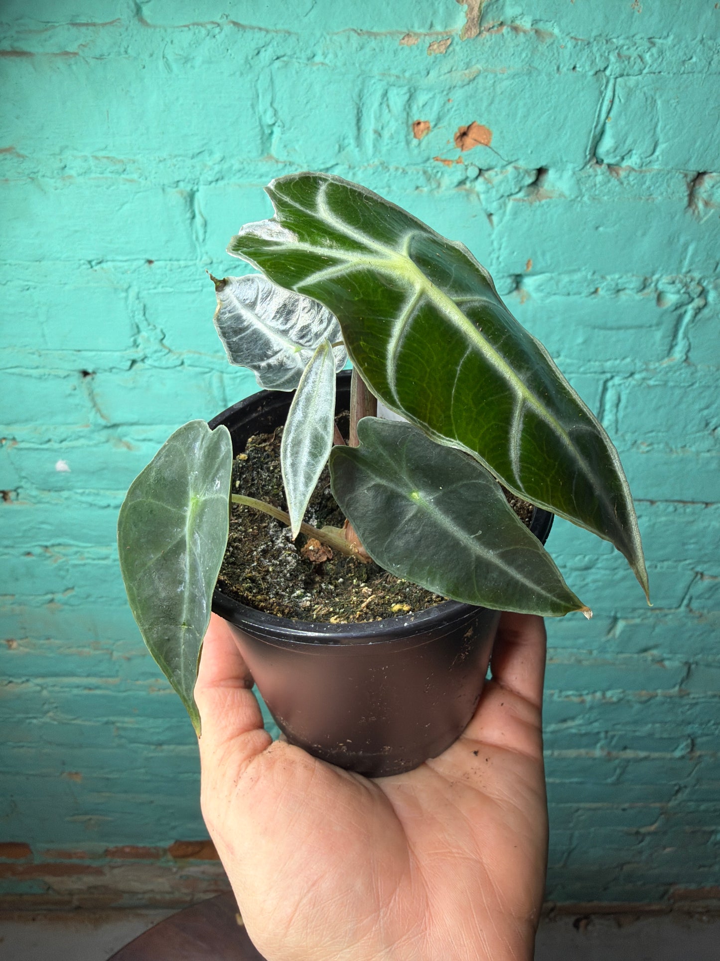 Alocasia Polly 4”