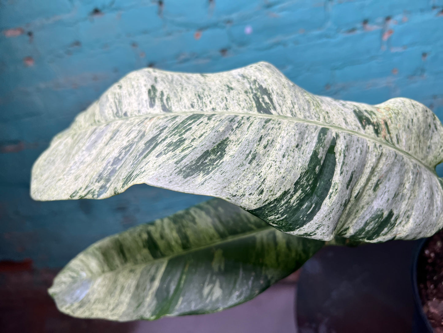 Epipremnum Giganteum Marble 10”