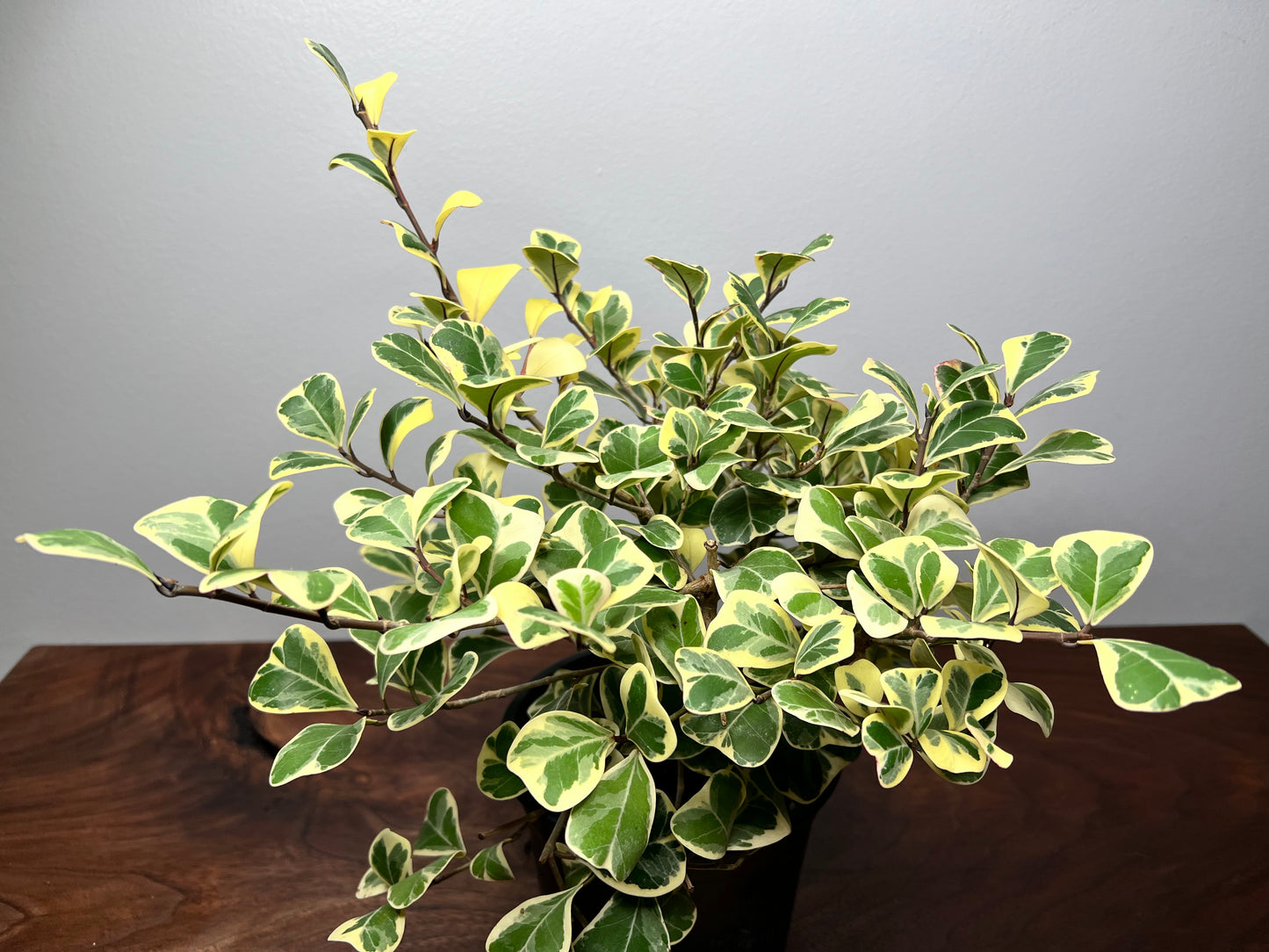 Ficus-Triangularis (6inch pot)