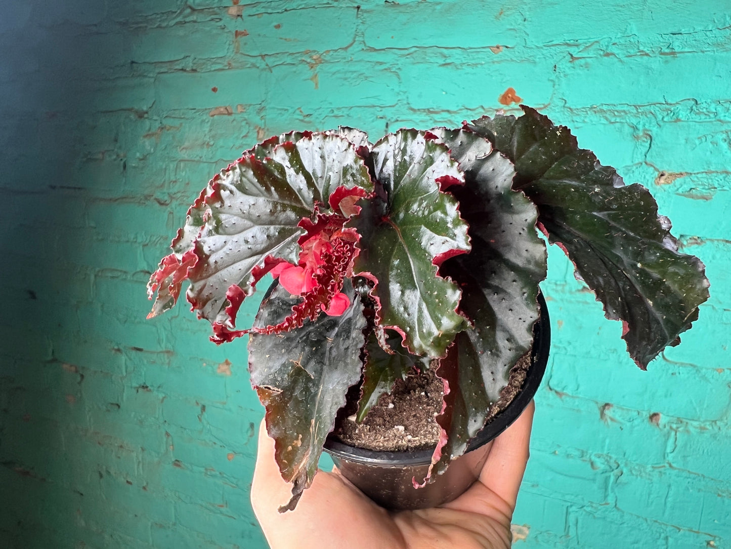 Begonia Maculata Black Magic 4”