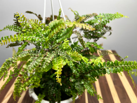 Maiden Hair Fern 6” basket