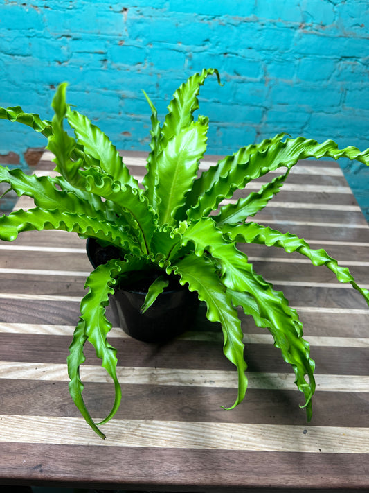 Bird’s Nest Fern curly 6”