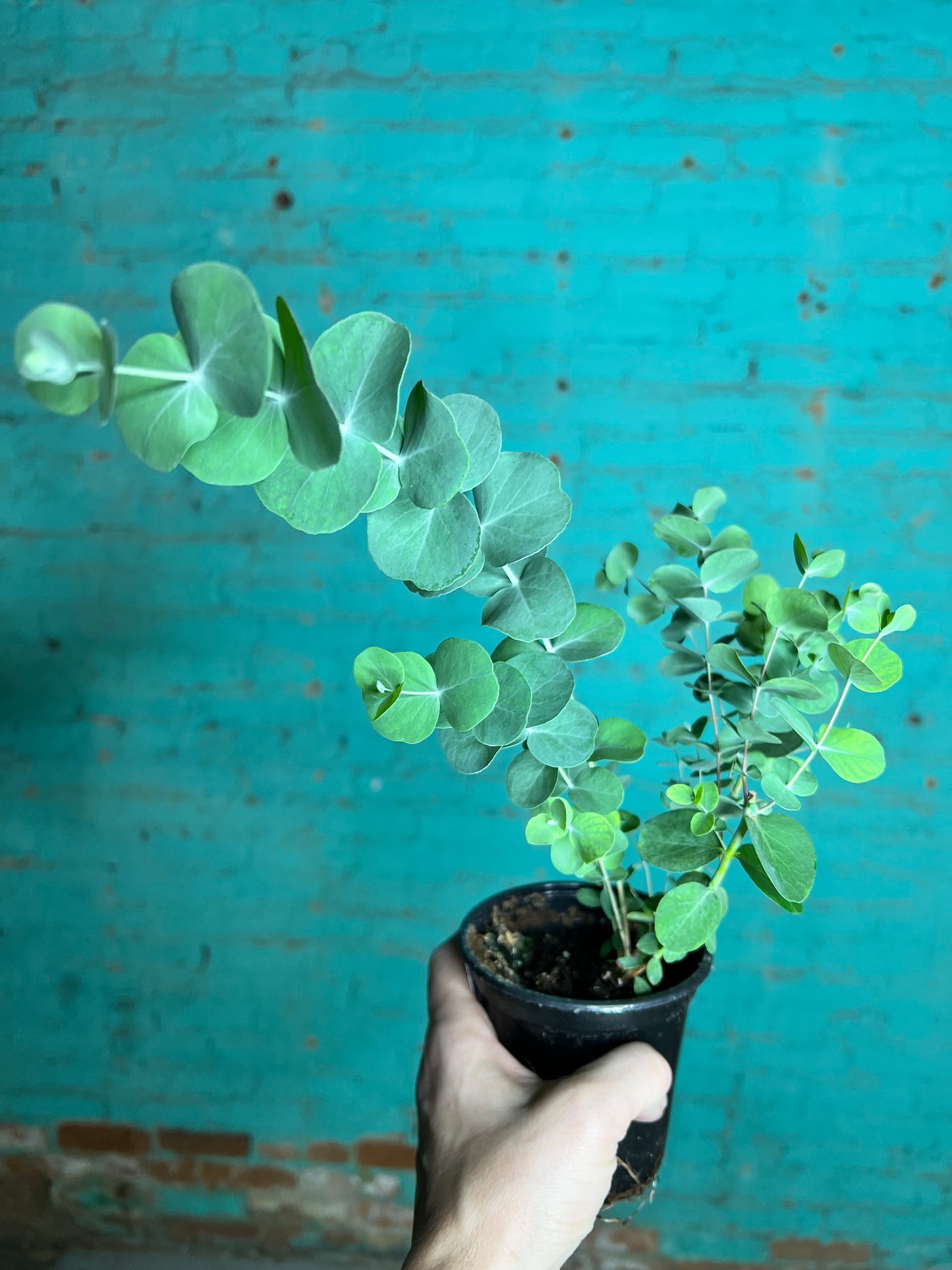 Eucalyptus Silver Dollar 4”