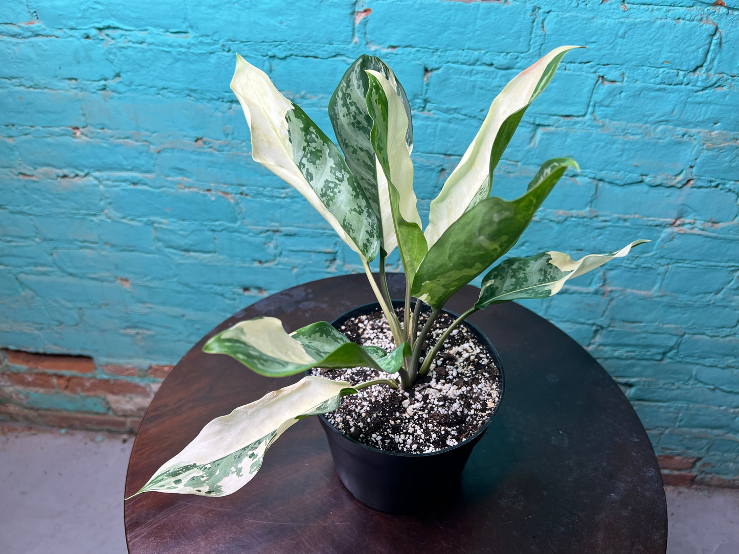 Aglaonema Manila Pride Variegated 6”