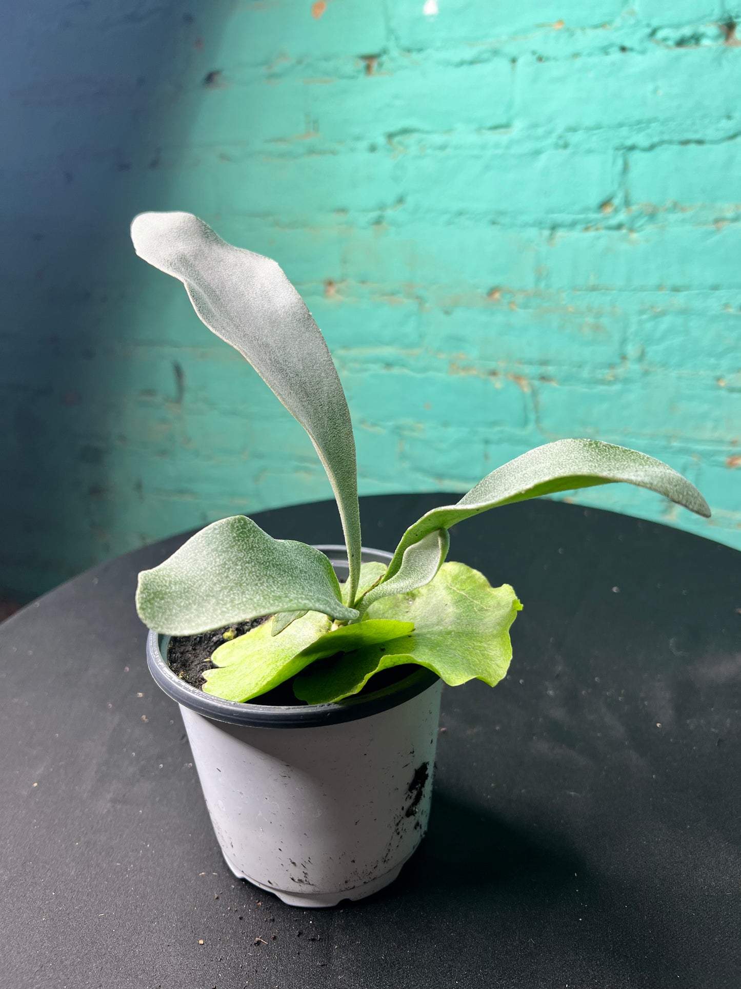 Staghorn fern 4”