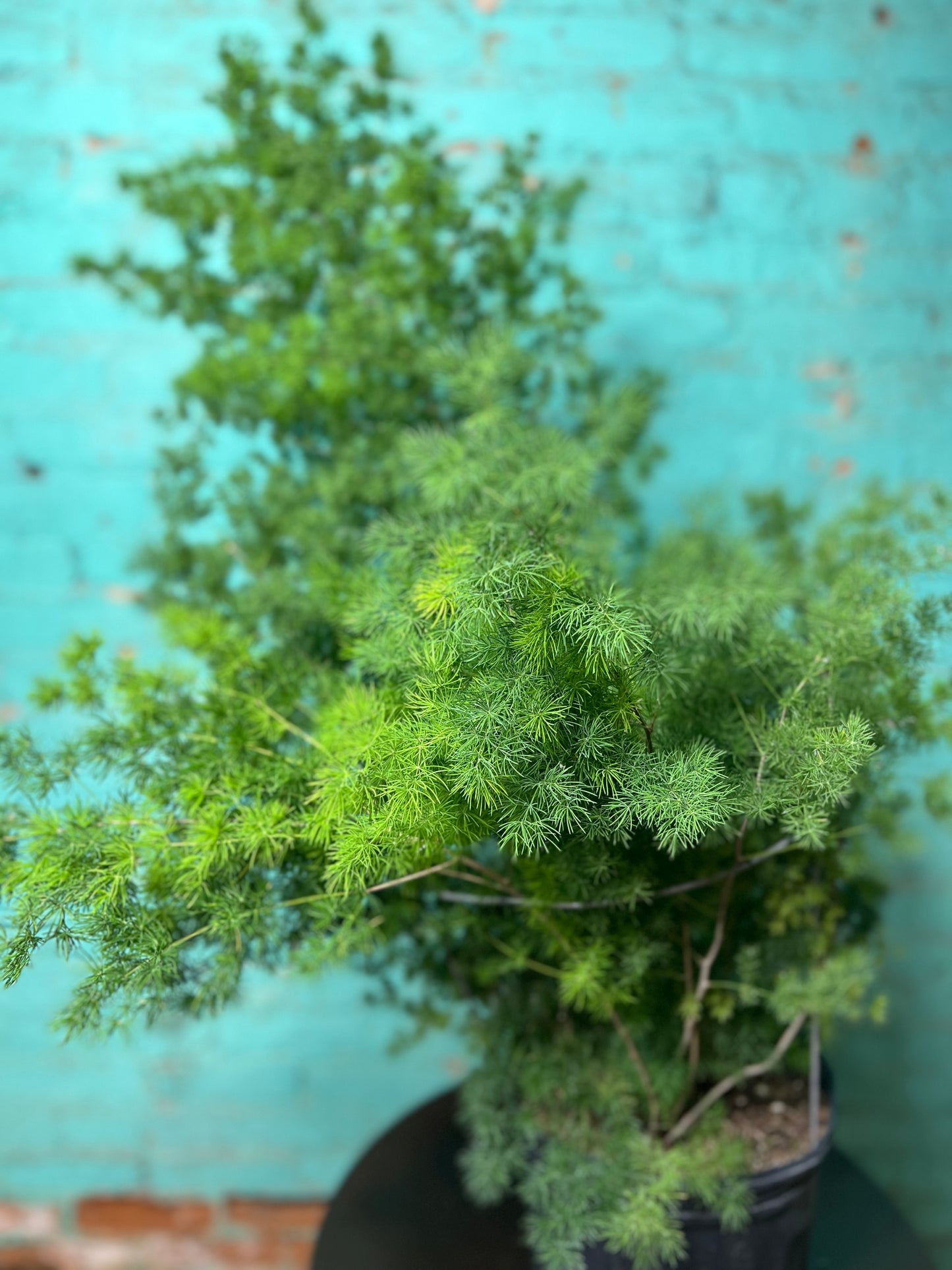Zulu Asparagus Fern 10”