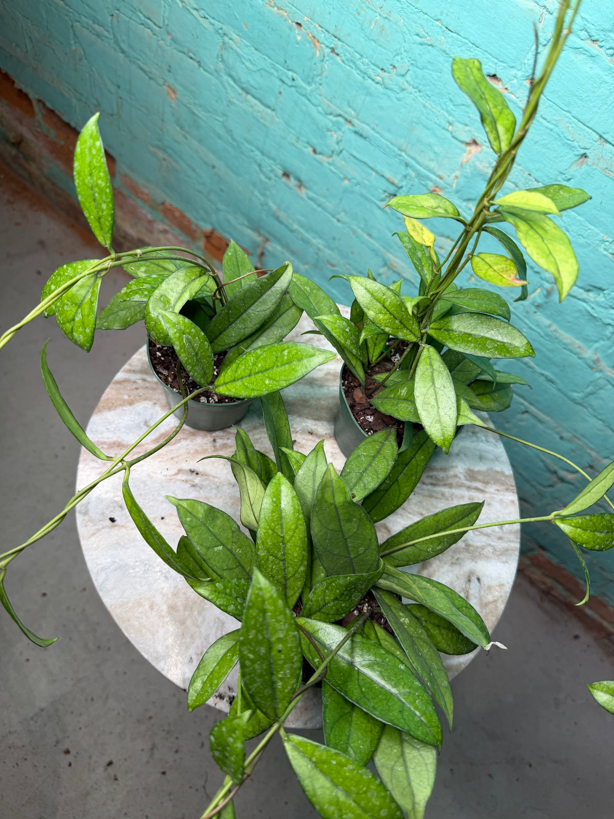 Hoya Crassipetiolata
