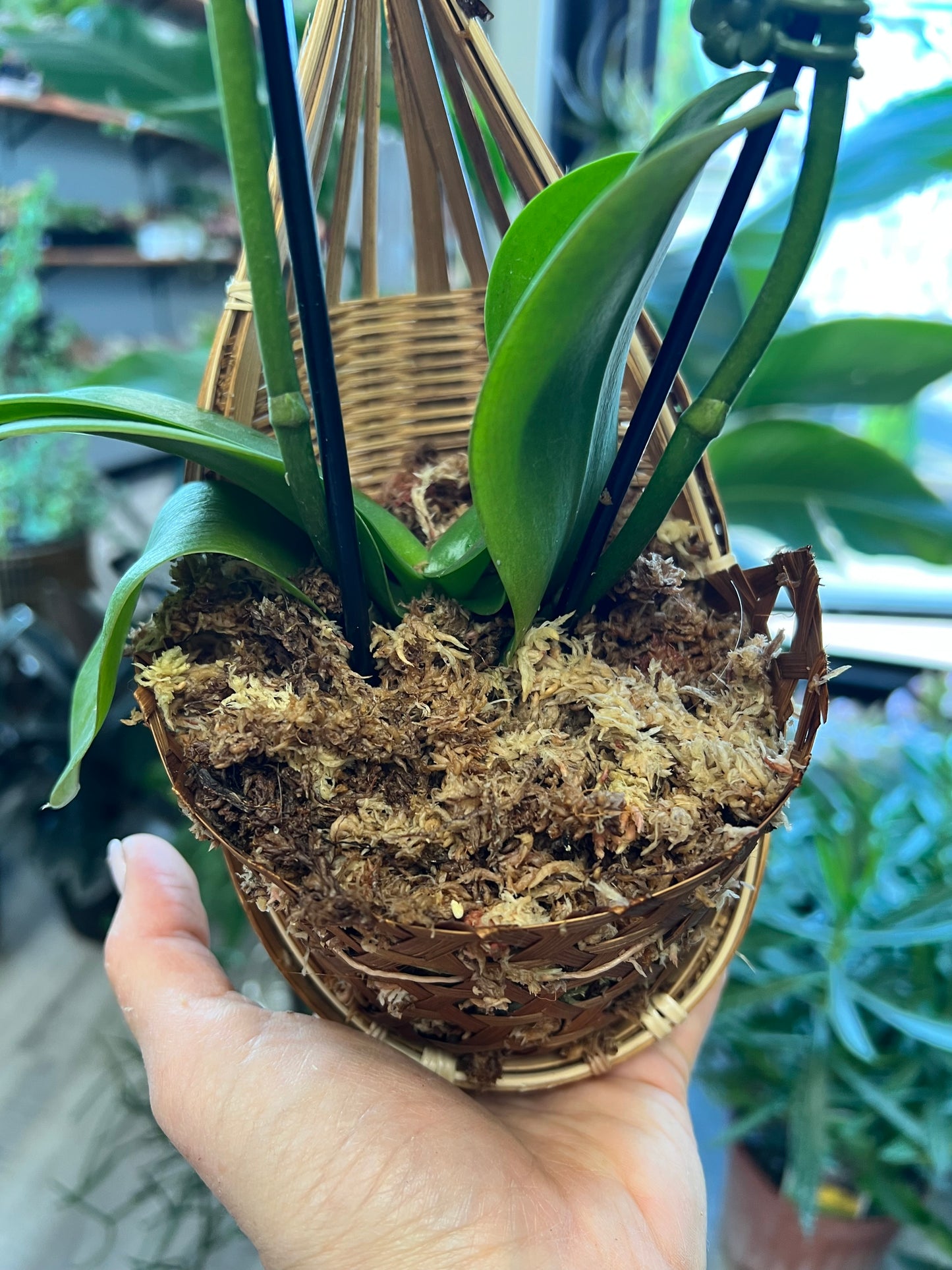 Moth Orchids with hanger