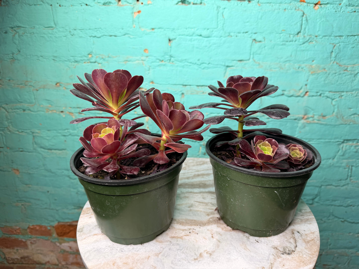 Aeonium Velour 6”