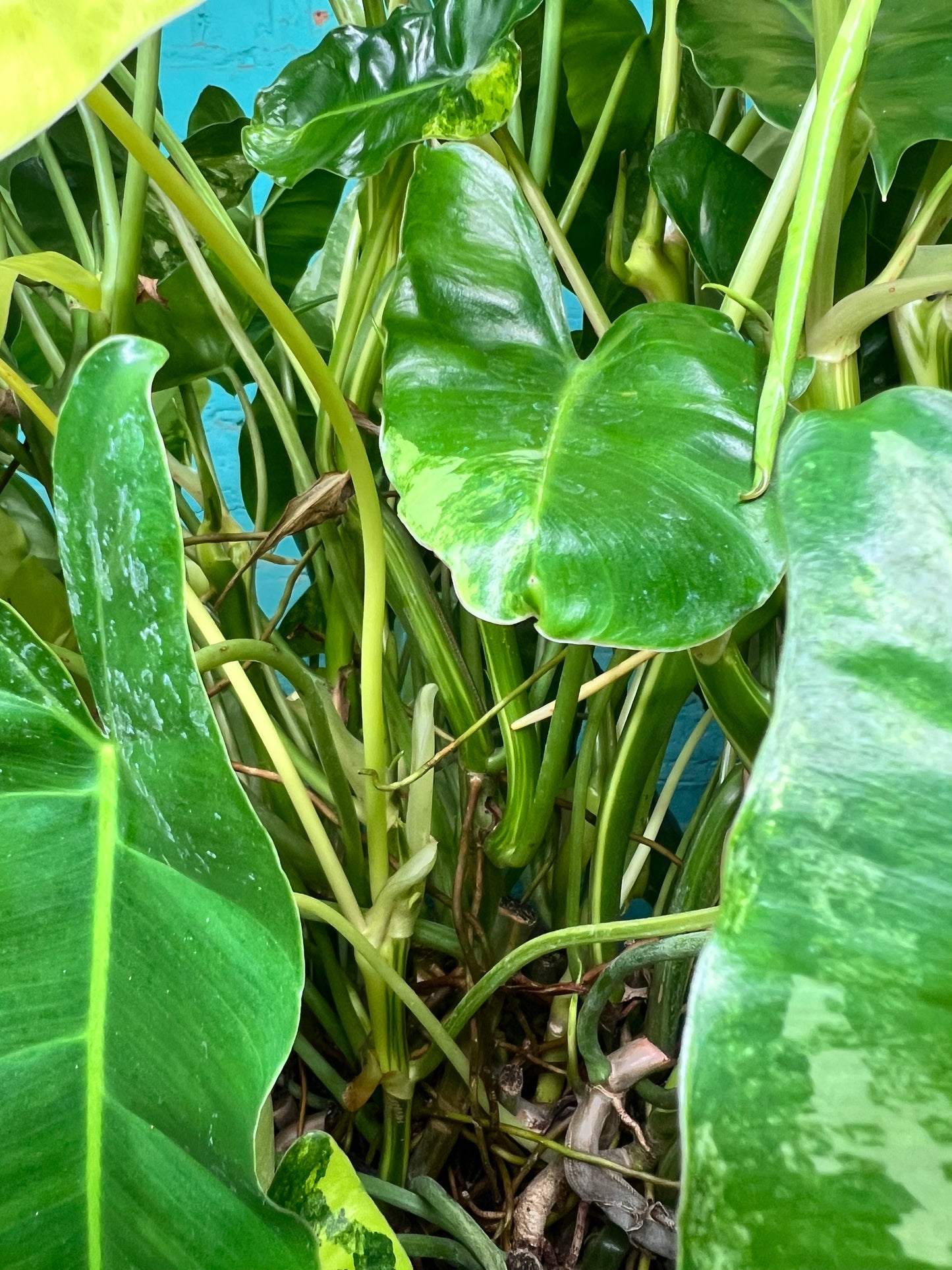 Philodendron Burle Marx Variegated 10” (Mature Plant)
