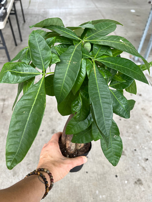 Money Tree (Pachira Glabra-Pet Friendly)