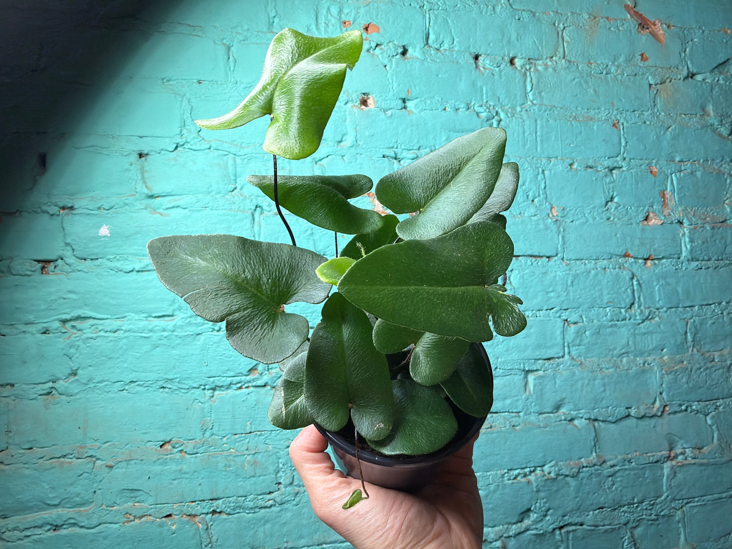 Fern “Heart leaf”