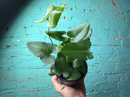 Fern “Heart leaf”